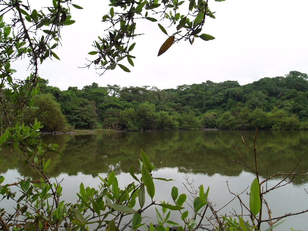 Maiombe RainForest